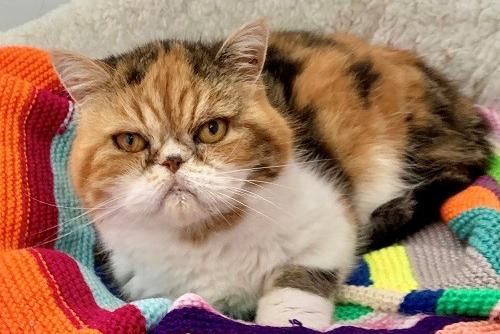 The popular Persian breed of cat has a total of 8,409,865 tags on Instagram.