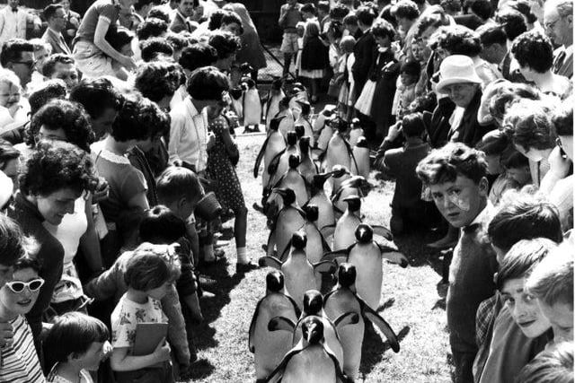 Children flank the Penguin parade at Edinburgh Zoo in July 1962