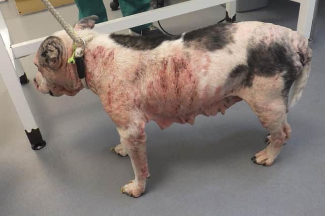 An RSPCA animal rescue officer was 'extremely concerned' by Missy's condition.