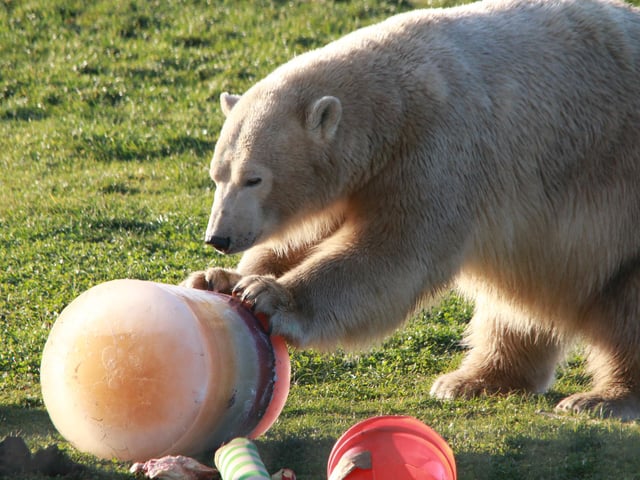The bears got large cake treats