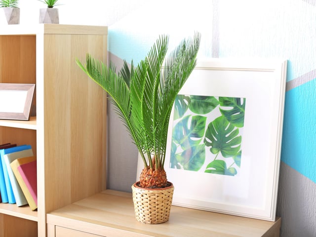 Sago palms are popular for their distinctive looks but are highly toxic when ingested, causing vomiting, diarrhoea and in some cases liver failure.