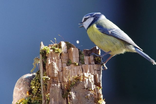 Simon captured this stunning photo of a blue tit in his garden.
