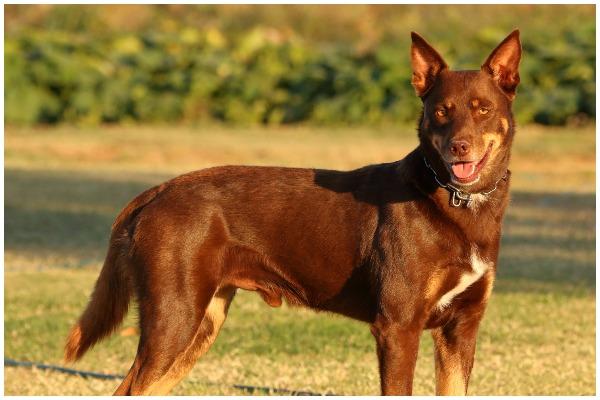 The Australian Kelpie is an active, alert, energetic and extremely intelligent dog (Photo: Shutterstock)