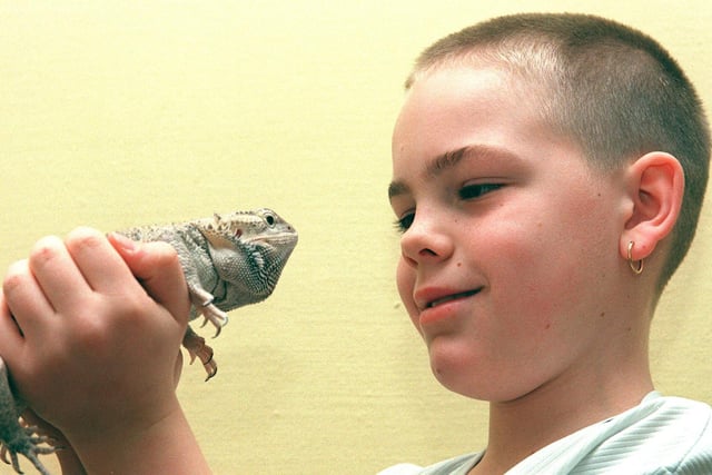 Nine-year-old Nicky Pearson from  Doncaster looked at a Bearded dragon at the exotic animal weekend at Weston Park Museum