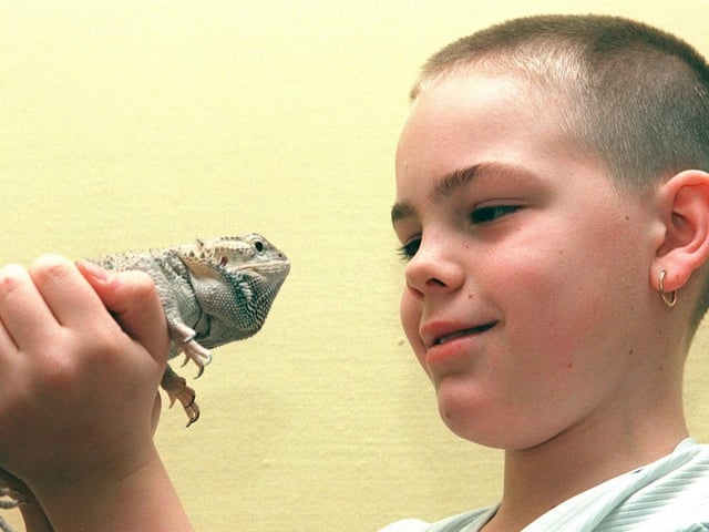 Nine-year-old Nicky Pearson from  Doncaster looked at a Bearded dragon at the exotic animal weekend at Weston Park Museum