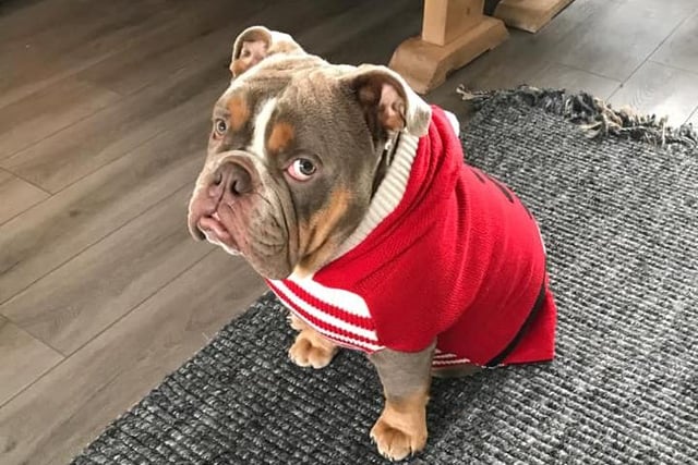 We can all agree that Winston looks adorable in his red knit. But he's definitely not sure on it ...