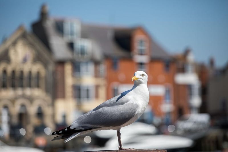 A seagull on guard in Weymouth, Dorset. The southwest coast has seen an influx of visitors in recent months.