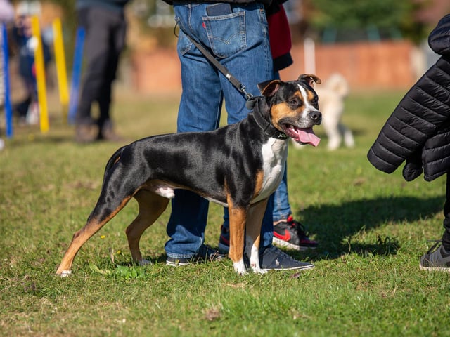 The dogs competed in a number of classes