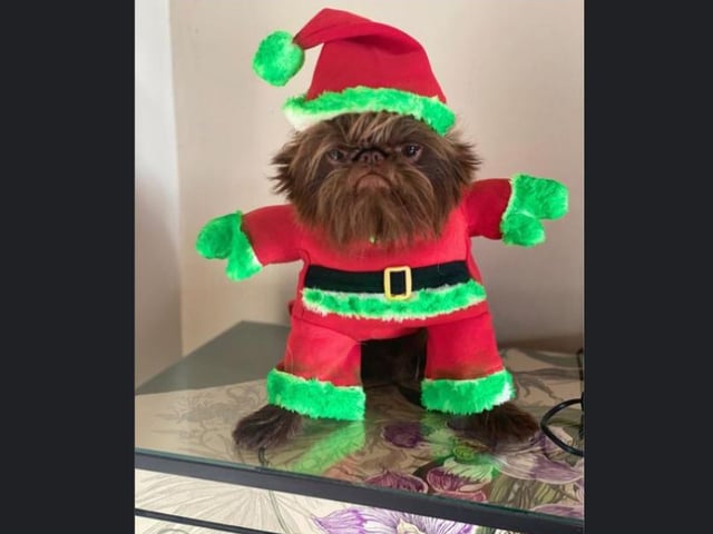 Proshka, who looks like Gizmo from Gremlins, now has a world wide following on the back of pictures posted on social media by his owner. Pictures: Stefani Doherty / https://www.instagram.com/griffy.girl/