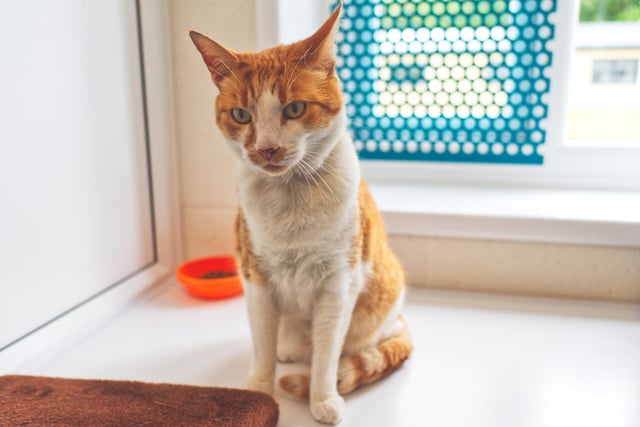 Jaffa is a 7-year-old male Domestic Short Hair. He is very lonely in the cattery and certainly isn't enjoying his time there. He would like a home where there is plenty of company for him.