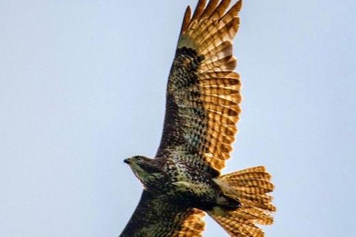 A hawk captured by  @nikalwest