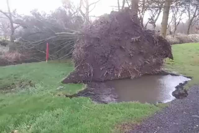 A 30-foot tall pine tree was uprooted at Hillsborough Golf Club.