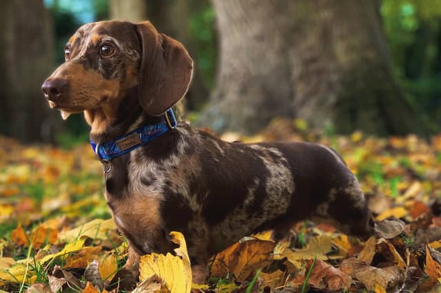 Third place in the Handsome Boy category went to Digsy, sponsored by Hunters Choice