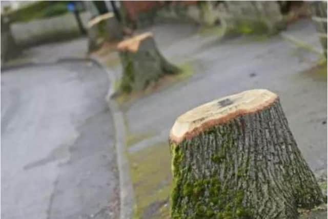 The controversial tree felling programme has rumbled on for eight years.