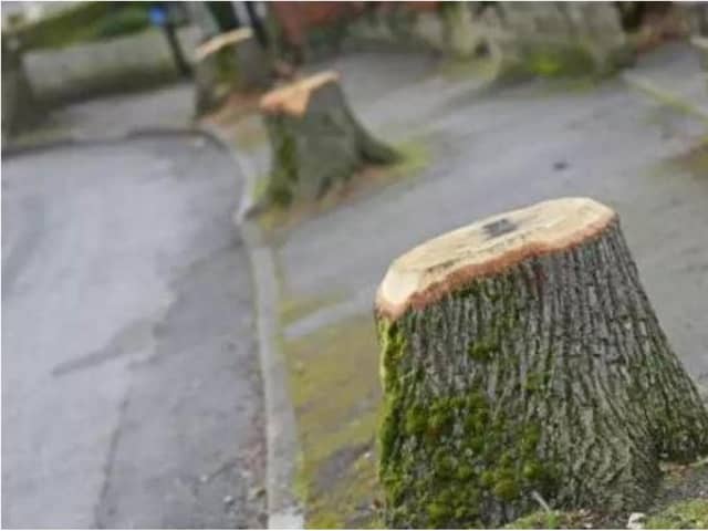 The controversial tree felling programme has rumbled on for eight years.