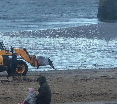 Two locals observe the sad scenes as the dead whale is taken away from the shoreline.