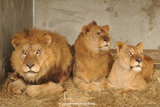 The first pictures of the Romanian Lions settling in to their new home at Yorkshire Wildlife Park just before Quarantine in 2010