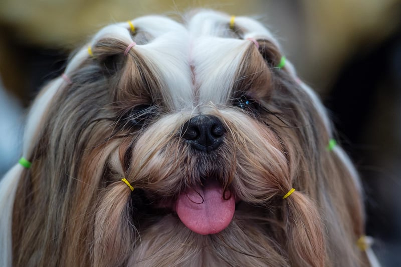 Shih Tzu's were bred to be lap dogs, so they are small pets. PitPat says 'they have the easy-going attitude of a big dog, but are happy with short excursions in the outdoors' but they will need 'regular grooming '. Picture: Jens Schlueter/Getty Images)