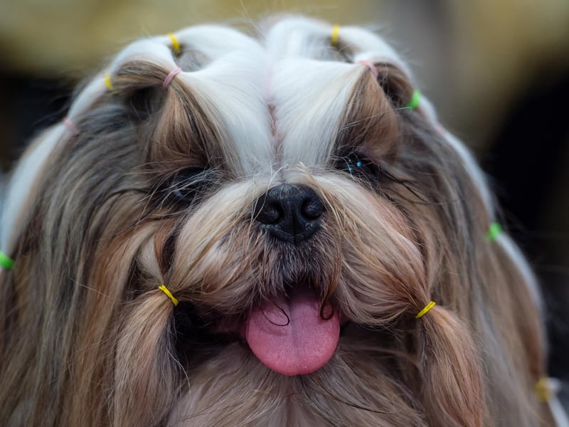 Shih Tzu's were bred to be lap dogs, so they are small pets. PitPat says 'they have the easy-going attitude of a big dog, but are happy with short excursions in the outdoors' but they will need 'regular grooming '. Picture: Jens Schlueter/Getty Images)
