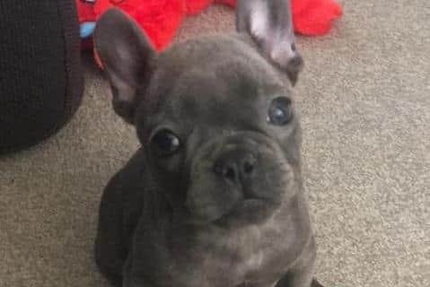Vinnie the French Bulldog died after being hit by a car.