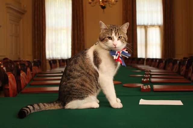 Some of our readers have said they think Larry the Downing Street cat should take a shot at being PM.