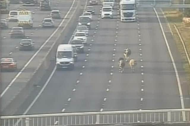 The cows on the M1. The small herd brought traffic to a halt on August 1. Image by Highways England.