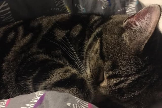 Rosie Rainbow, who has a rather unusual name for a boy, has been enjoying relaxing and sleeping. This photo was taken by his owner Sarah Croft.
