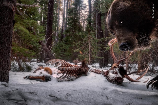 Zack Clothier (USA) discovers a grizzly bear has taken an interest in his camera trap. Zack decided these bull elk remains were an ideal spot to set a camera trap. Returning to the scene was challenging. Zack bridged gushing meltwater with fallen trees, only to find his setup trashed. This was the last frame captured on the camera. Grizzlies, a subspecies of brown bears, spend up to seven months in torpor – a light form of hibernation. Emerging in spring, they are hungry and consume a wide variety of food, including mammals.