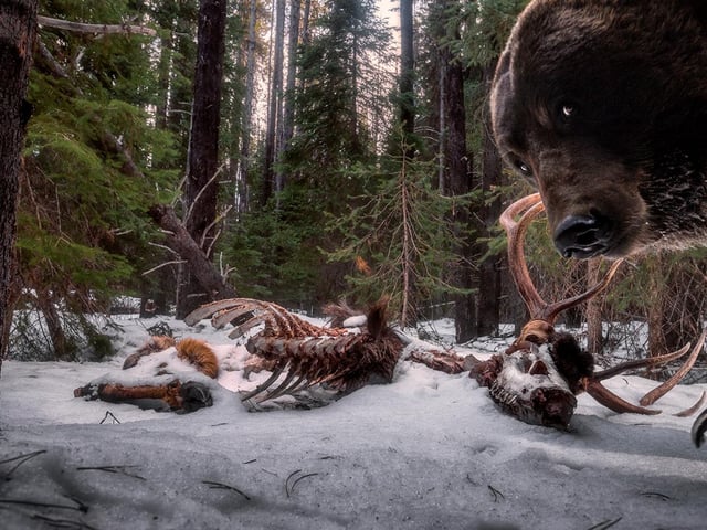 Zack Clothier (USA) discovers a grizzly bear has taken an interest in his camera trap. Zack decided these bull elk remains were an ideal spot to set a camera trap. Returning to the scene was challenging. Zack bridged gushing meltwater with fallen trees, only to find his setup trashed. This was the last frame captured on the camera. Grizzlies, a subspecies of brown bears, spend up to seven months in torpor – a light form of hibernation. Emerging in spring, they are hungry and consume a wide variety of food, including mammals.