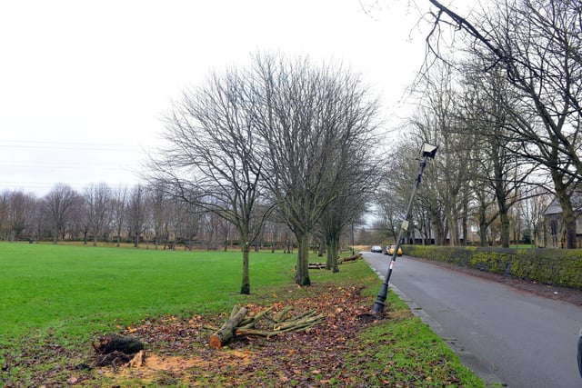 Trees falling in Charlies Park in Jarrow have caused damage to other infrastructure.