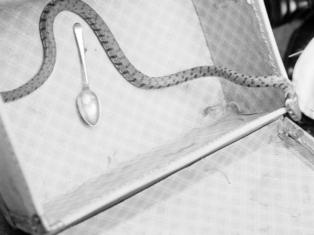 A snake that was found on the Mound in July 1964.