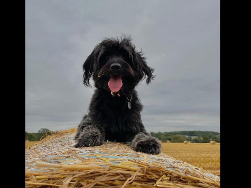 This is Luna, owned by Lisa Wood.