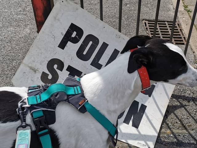 Sadie the dog at Meersbrook Park United Reformed Church polling station, Sheffield. Voters headed to the polls to have their say in this year’s local elections.