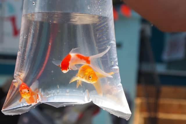 Goldfish handed out to someone as a prize in an unsuitable plastic bag for long durations are most likely suffering from shock and gasping for oxygen.