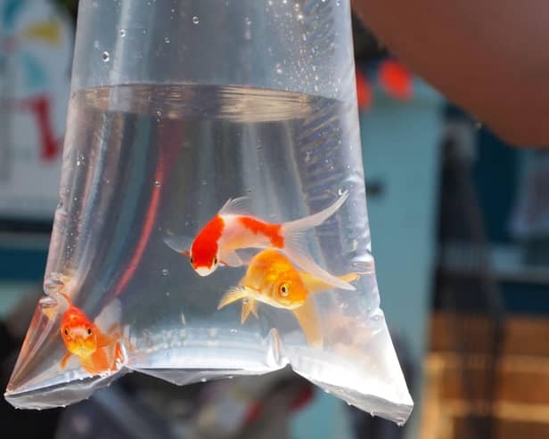 Goldfish handed out to someone as a prize in an unsuitable plastic bag for long durations are most likely suffering from shock and gasping for oxygen.