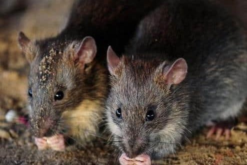 There were 65 pest control call-outs relating to rodents recorded by the council in 2022. This postcode includes Woodgate Valley
