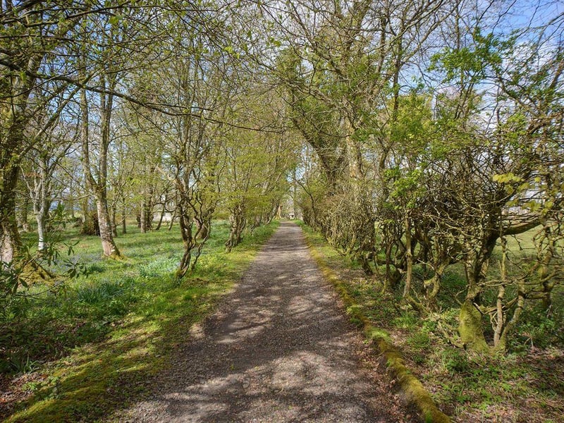 Tree-lined driveway.