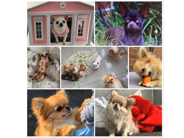 Andrea Roberts appears to have her hands full with her six chihuahuas during lockdown. Their names are Pom-Pom, Beau, Hugo, Teddy, Archie and Darcie.