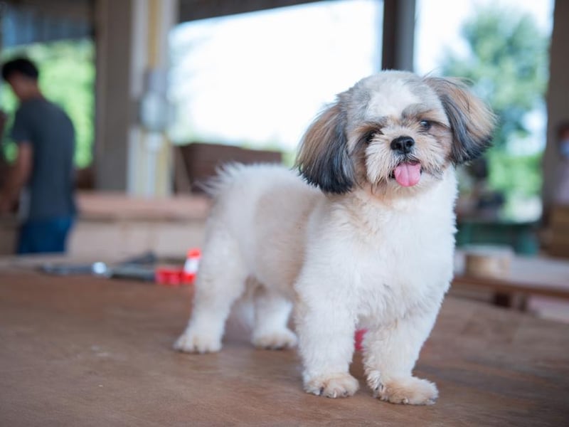 Average insurance cost: Shi Tzu: £167.52. Shorthair black: £104.20