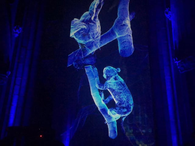 The lights changed with the animals during the show.