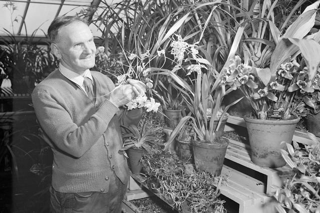 Gardener John Handen with the orchids he was tasked with looking after in the Botanics in May 1961.