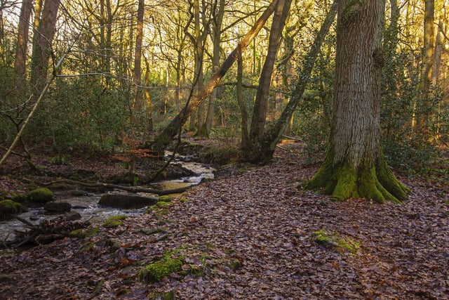 Sheffield has more trees per person than any city in Europe, estimated at outnumbering people four to one. You're never more than a 10 minute walk from a green space or park, or if you fancy something grander head to Ecclesall Woods, Hillsborough Park, Crookes Valley Park, Rivelin Park - we've got it all.