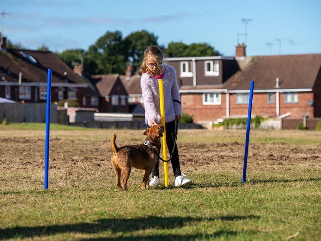 Dogs showed off their agility skills