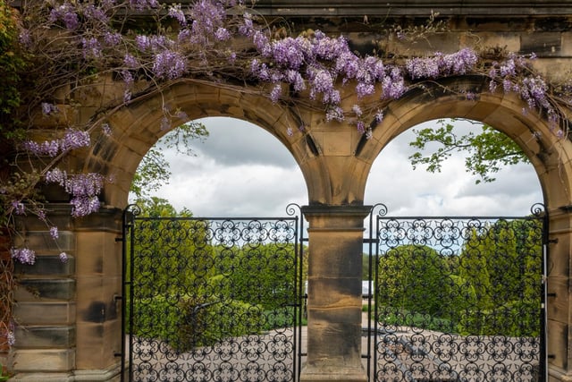 Wisteria framing the arches at the entrance to the Ornamental Garden at The Alnwick Garden, May 2020. Picture by Jane Coltman