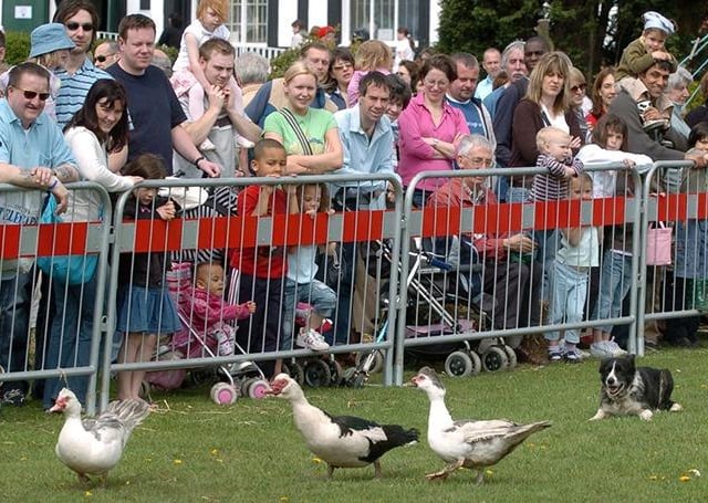 Pictured at the  Highland Fling Country Fair at Graves Park, Sheffield, where the crowd is watching a sheep dog round up ducks, May 2, 2005