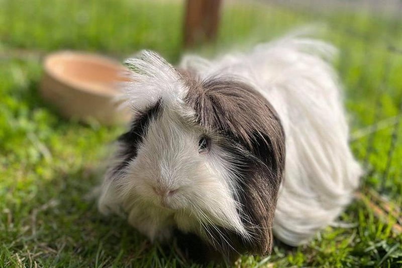 “Jasper is a handsome long haired piggy who is looking for his forever hutch. Could you offer him the care and grooming that he needs?”