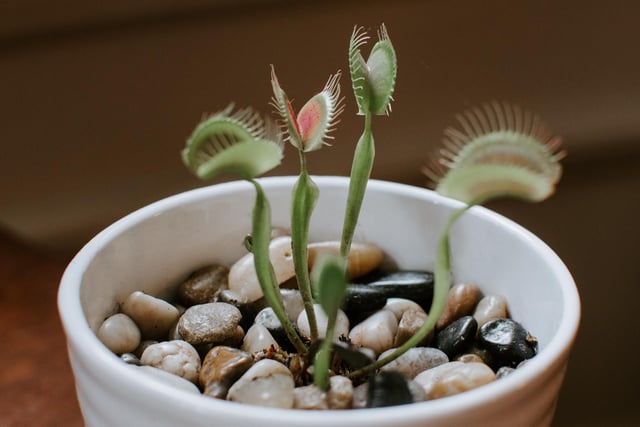 Venus fly traps are great at removing flies and spiders from your home. They prefer to be fed bottled or filtered water. If you have a garden or balcony, leave your Venus fly trap out in the light on warm days, before bringing them back in, in the evening.