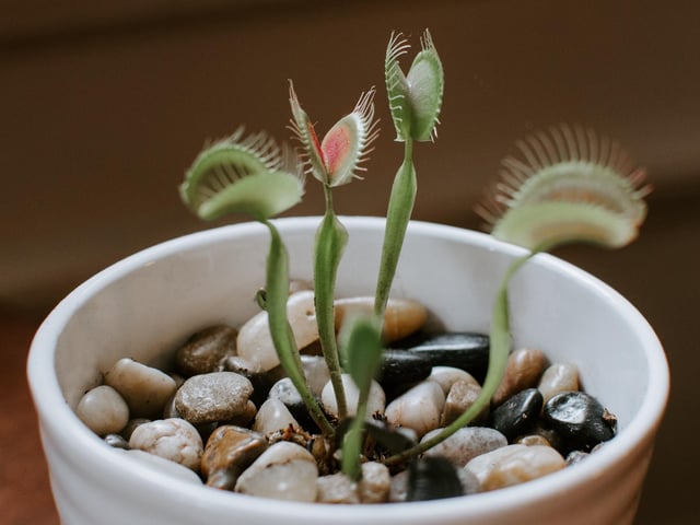 Venus fly traps are great at removing flies and spiders from your home. They prefer to be fed bottled or filtered water. If you have a garden or balcony, leave your Venus fly trap out in the light on warm days, before bringing them back in, in the evening.