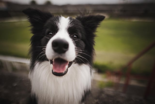 Border Collie dogs are intelligent, athletic, and are great at herding (Photo: Shutterstock)