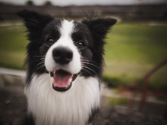 Border Collie dogs are intelligent, athletic, and are great at herding (Photo: Shutterstock)